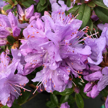 Rhododendron Dwarf Blue Tit