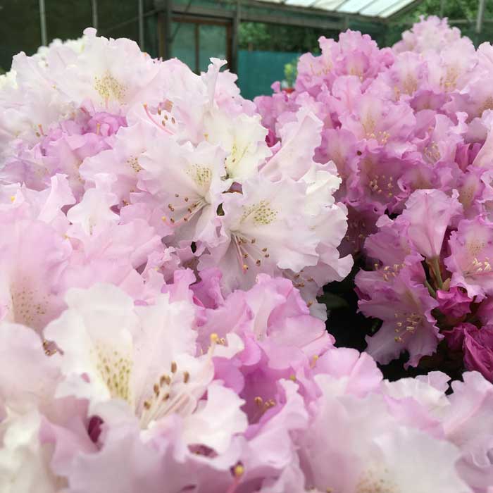 Rhododendron Yakushimanum Carol Allbrook