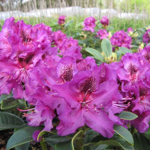 Rhododendron Colonel Coen Hardy Hybrid