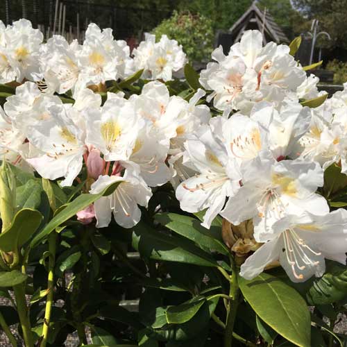 Rhododendron Cunninghams White - Hardy Hybrid