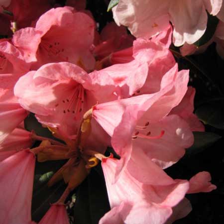 Rhododendron Cupcake - Yakushimanum Low Growing