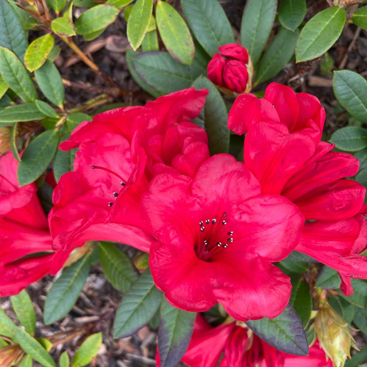 Rhododendron Dwarf Elizabeth Evergreen