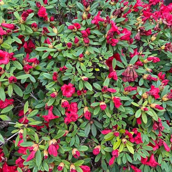Rhododendron Dwarf Elizabeth Evergreen