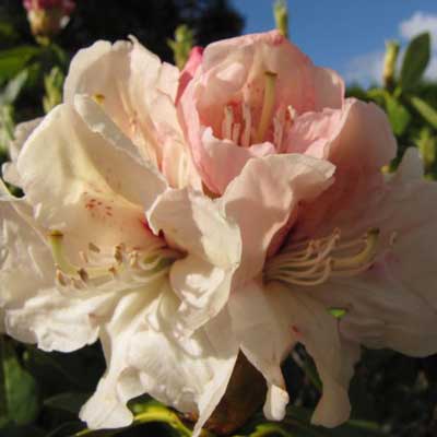 Rhododendron Elsie Straver - Hardy Hybrid