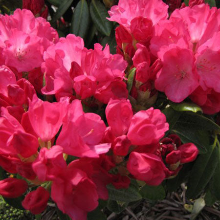 Rhododendron Fantastica Yakushimanum Hybrid
