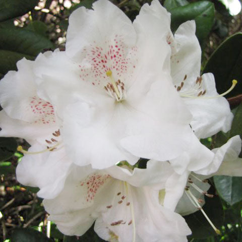 Rhododendron Gartendirektor Riegor - Low Growing Hybrid