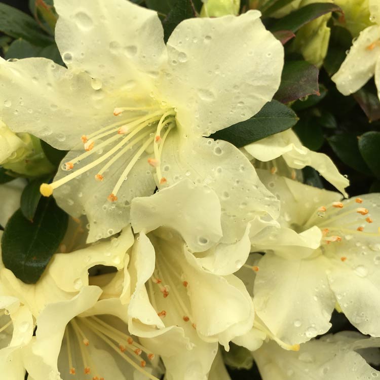 Golden Wonder Dwarf Rhododendron