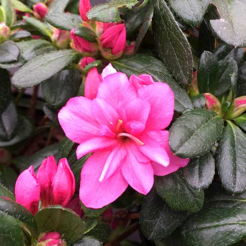 Azalea Melina Japanese Evergreen