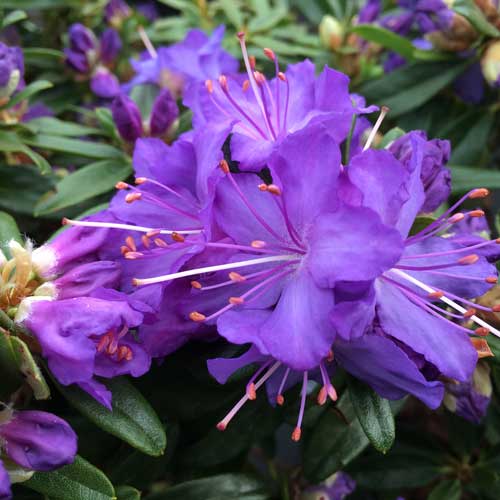Rhododendron Night Sky Dwarf