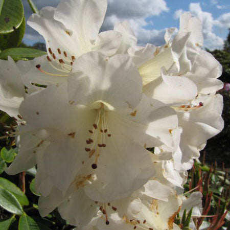 Rhododendron Unique Hardy Hybrid