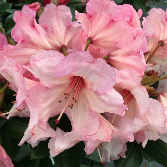 Rhododendron Virginia Richards Hardy Hybrid