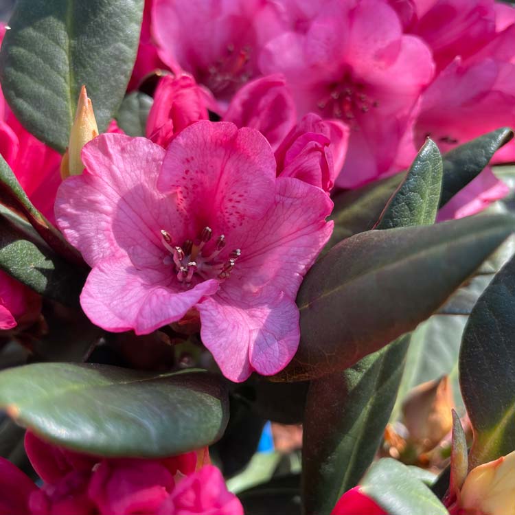 Rhododendron Wine and Roses