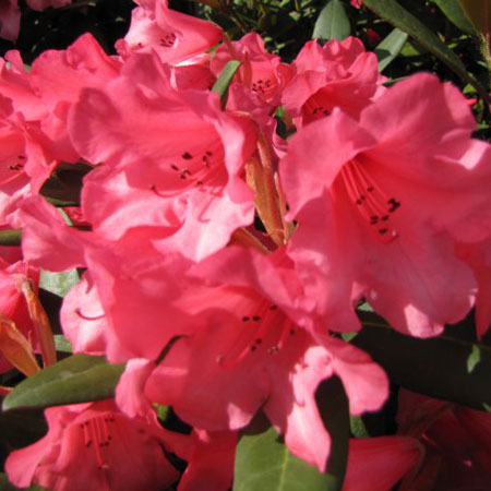 Rhododendron Winsome - Low Growing Hybrid