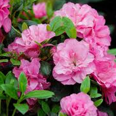 Azalea Hachmanns Rokoko Evergreen