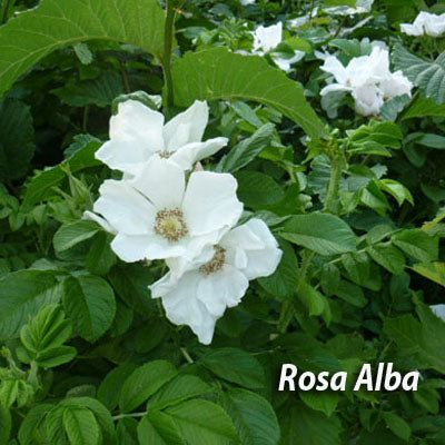 Fuchsia magellanica Ricartonii