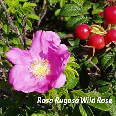 Fuchsia magellanica Ricartonii