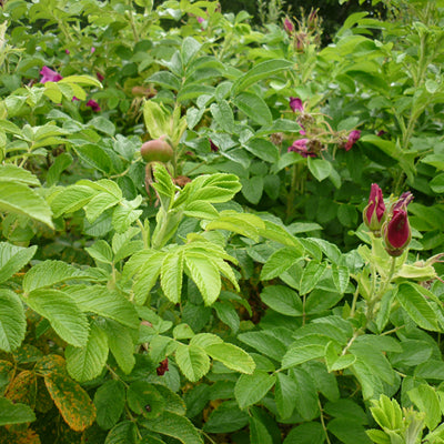 Coastal Hedge Mix 15 Metres
