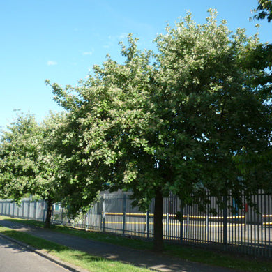 Sorbus Aria Whitebeam Bareroot Tree 5-6ft