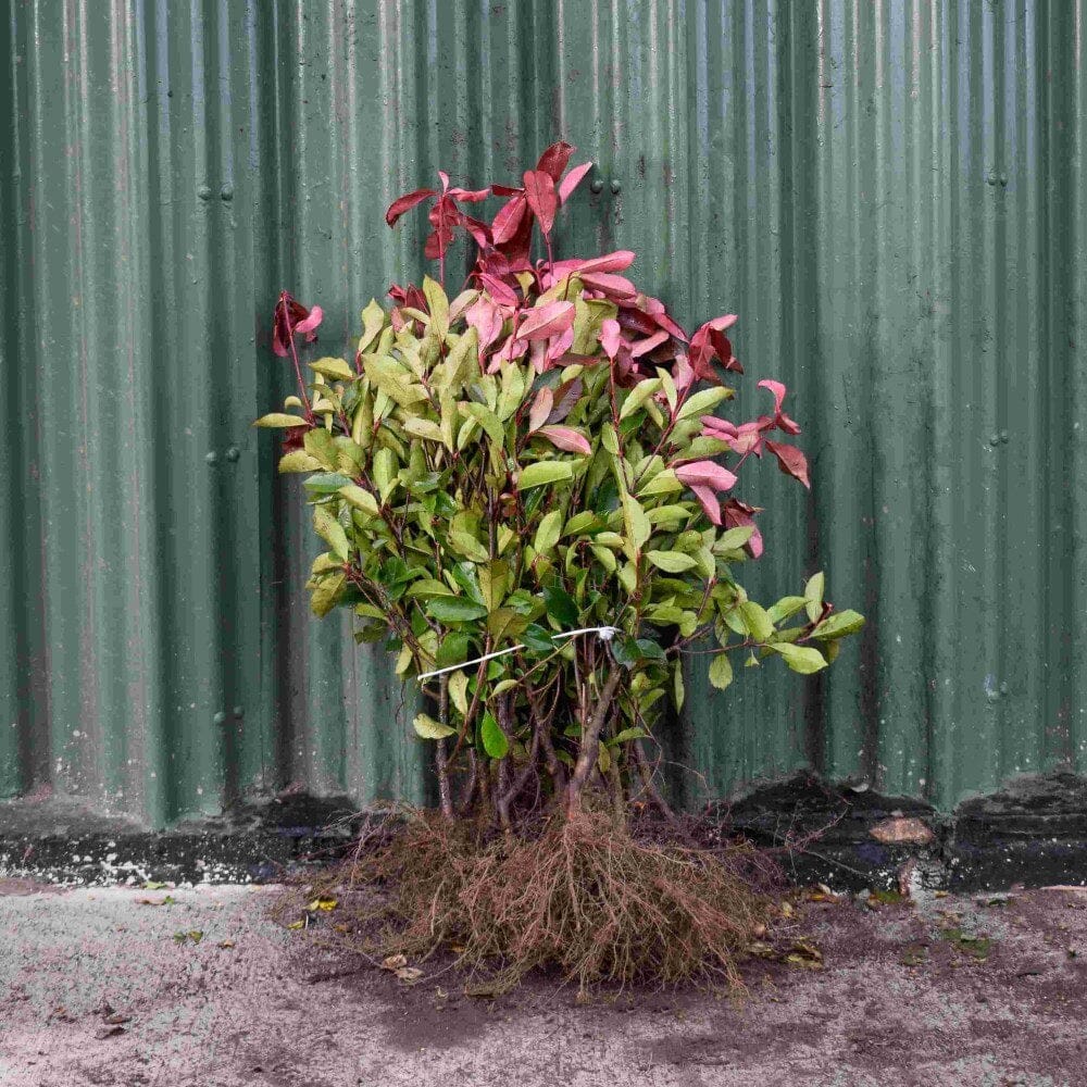 Photinia Red Robin 40/60cm Bare Root (Photinia x fraseri 'Red Robin ...