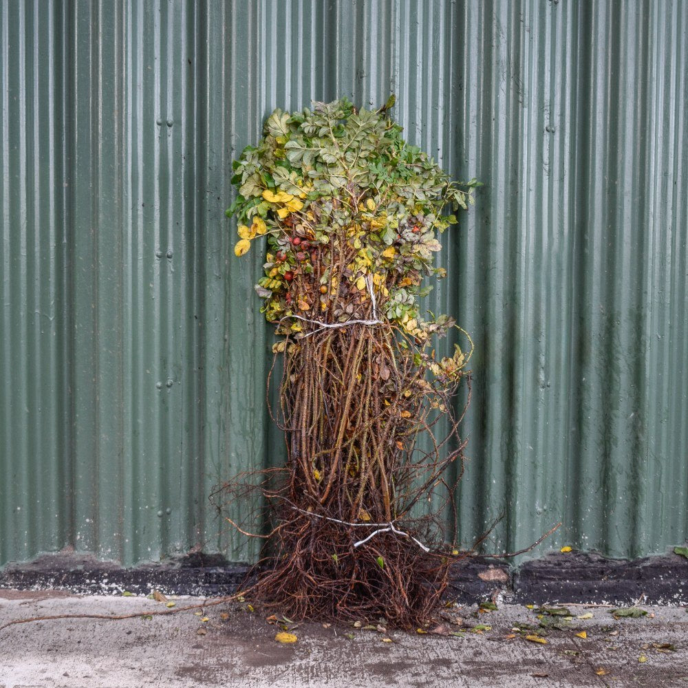 Ramanus Rose 40/60cm Bare Root (Rosa rugosa)