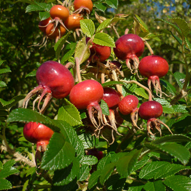 Ramanus Rose 40/60cm Bare Root (Rosa rugosa)