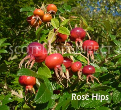 White Ramanus Rose 40/60cm Bare Root (Rosa rugosa 'Alba')