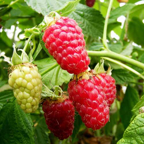 Scottish Raspberry Canes Tulameen Late Fruiting Raspberry Cane