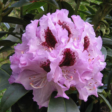 Rhododendron Blue Peter - Hardy Hybrid