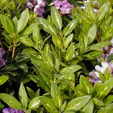 Rhododendron Goldflimmer - Hardy Hybrid