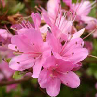 Azalea Kuisianum Evergreen