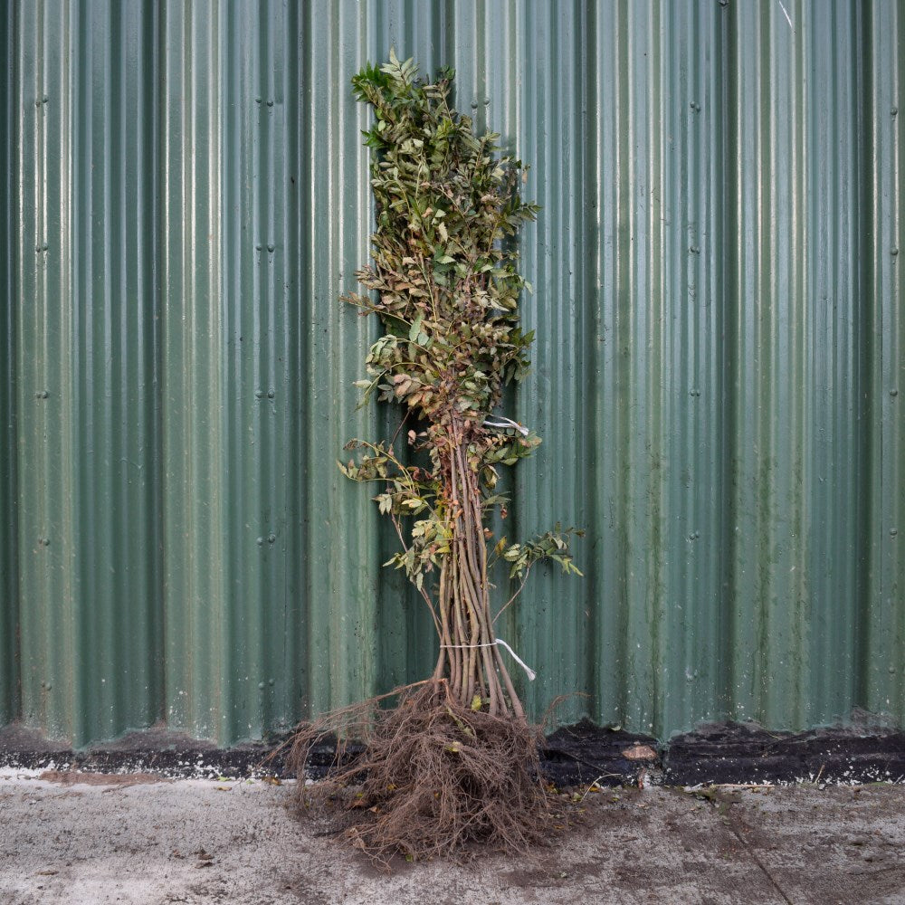 Rowan/Mountain Ash 120/150cm Bare Root (Sorbus aucuparia)