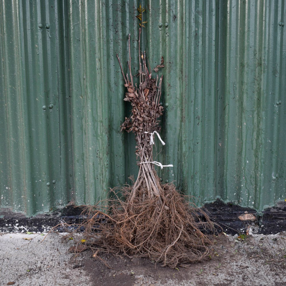 Rowan/Mountain Ash 40/60cm Bare Root (Sorbus aucuparia)