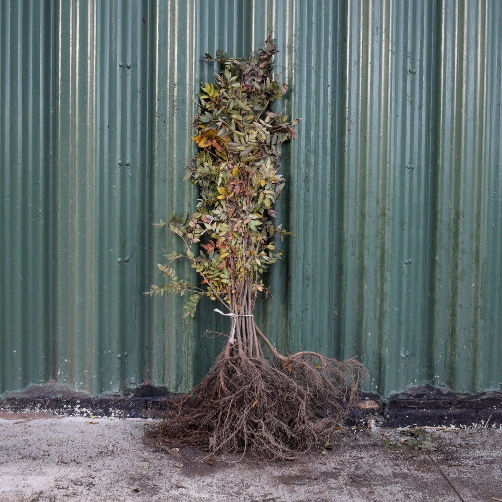 Rowan/Mountain Ash 80/100cm Bare Root (Sorbus aucuparia)
