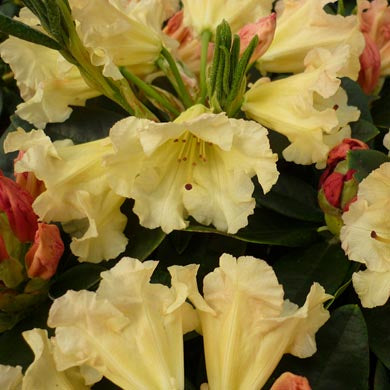Rhododendron Saffrano - Yakushimanum Hybrid