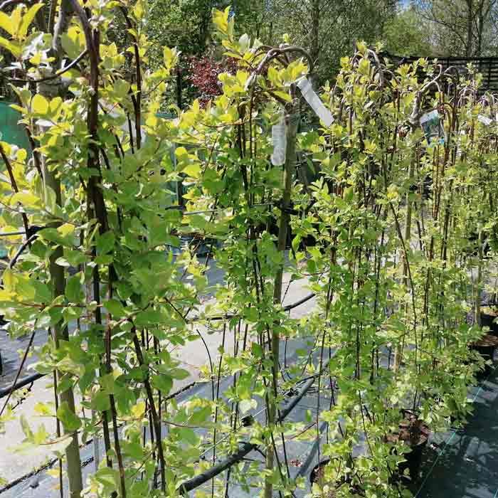 Salix caprea Kilmarnock Willow Weeping Tree