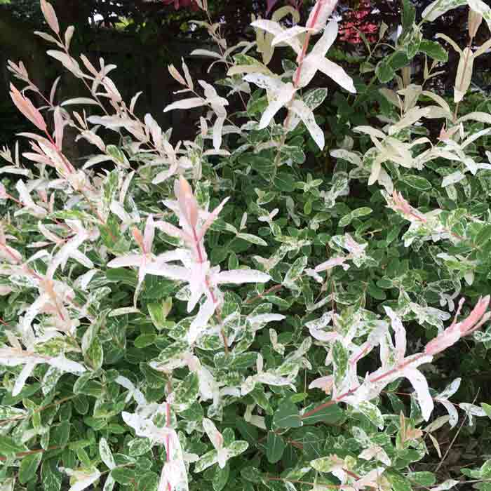 Salix integra 'Hakuro-Nishiki' Dappled Willow