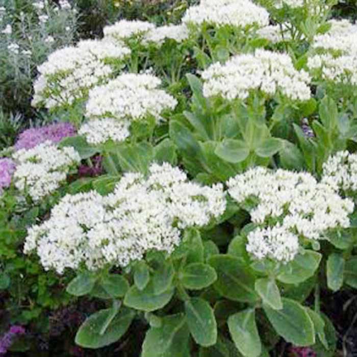 Sedum Star Dust Pot Grown