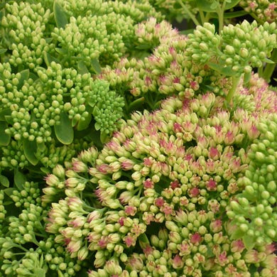 Sedum telephium Autumn Joy