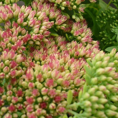 Sedum telephium Autumn Joy