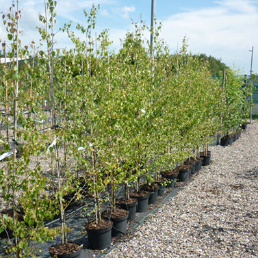Betula pendula Silver Birch Tree - Potted