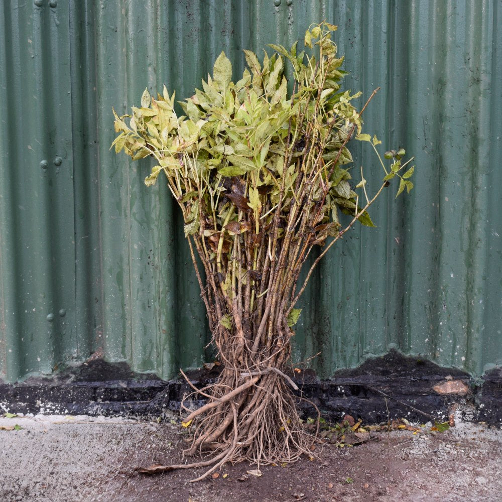 Elder 40/60cm Bare Root (Sambucus nigra)