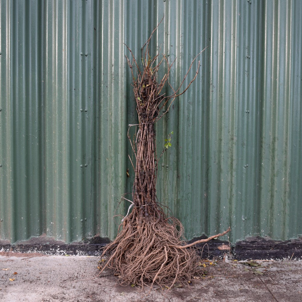Elder 60/80cm Bare Root (Sambucus nigra)