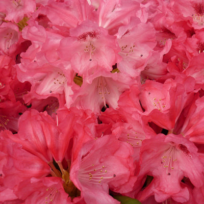 Rhododendron Sneezy - Low Growing Yakushimanum