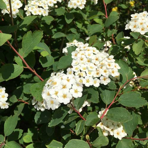 Spiraea nipponica Snowmound