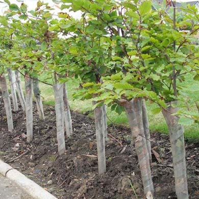 Spiral Tree Guards 45CM Tall - Box 250