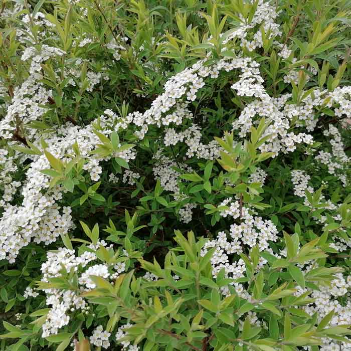 Spiraea Arguta Bridal Wreath