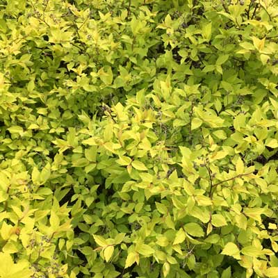 Spiraea Goldflame Pot Grown