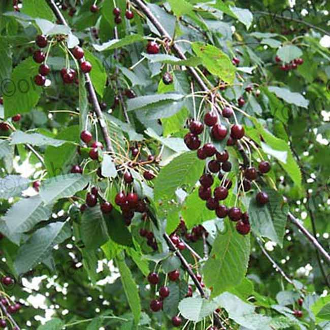 Cherry Sunburst Tree Self Fertile