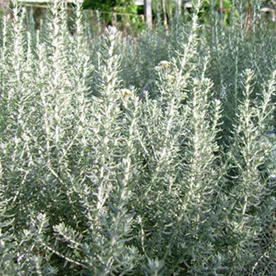 Ozothamnus Sussex Silver