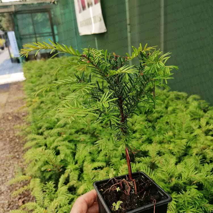 English Yew 20/30cm P9 Pot Grown (Taxus baccata)